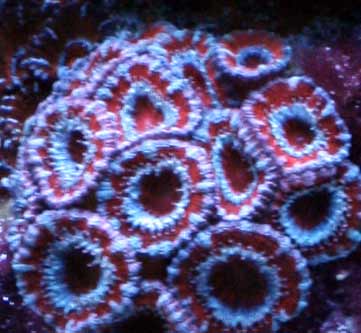 Name:  red-acans.jpg
Views: 2593
Size:  21.4 KB