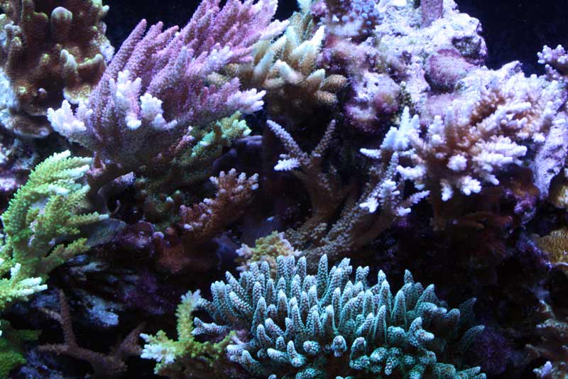 Name:  sps-corals.jpg
Views: 2509
Size:  71.6 KB