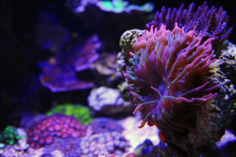 Name:  RBTA-rainbow-anemone.jpg
Views: 3123
Size:  51.0 KB