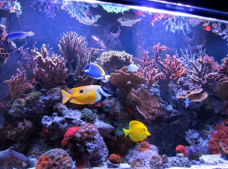 Name:  gablett-reef-aquarium-of-the-month.jpg
Views: 3887
Size:  93.1 KB