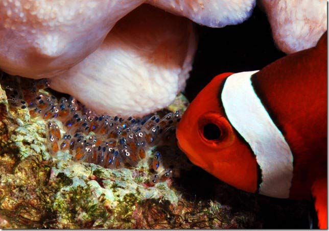 Name:  clownfish-eggs.jpg
Views: 3372
Size:  48.1 KB