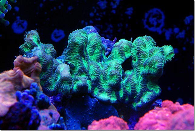 Name:  favia.jpg
Views: 2381
Size:  51.6 KB