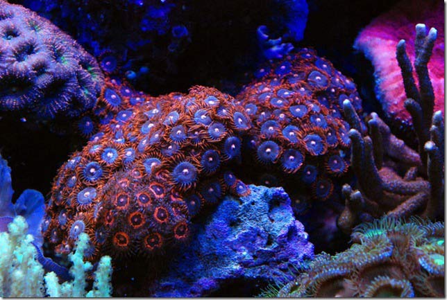 Name:  fire-and-ice-zoanthids.jpg
Views: 10225
Size:  65.0 KB