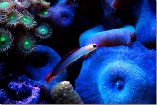 Name:  purple-firefish.jpg
Views: 2738
Size:  45.6 KB
