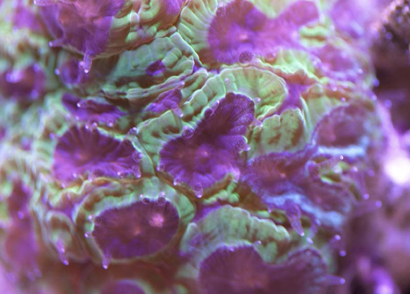 Name:  favia-macro-2012.07.25.jpg
Views: 1636
Size:  50.2 KB