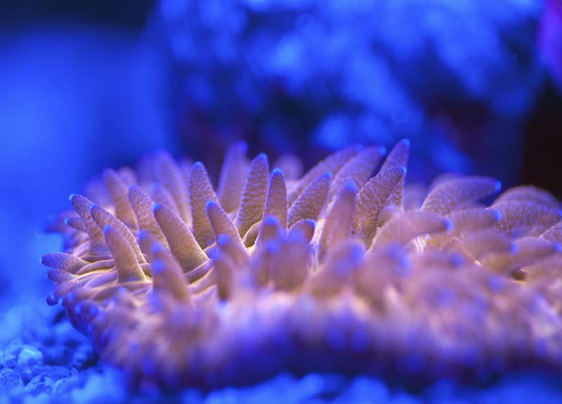 Name:  Fungia-2012.07.25.jpg
Views: 1280
Size:  35.3 KB
