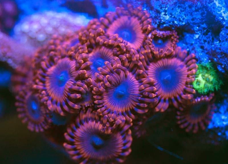 Name:  OrganismsRB-2012.07.25.jpg
Views: 1474
Size:  62.0 KB
