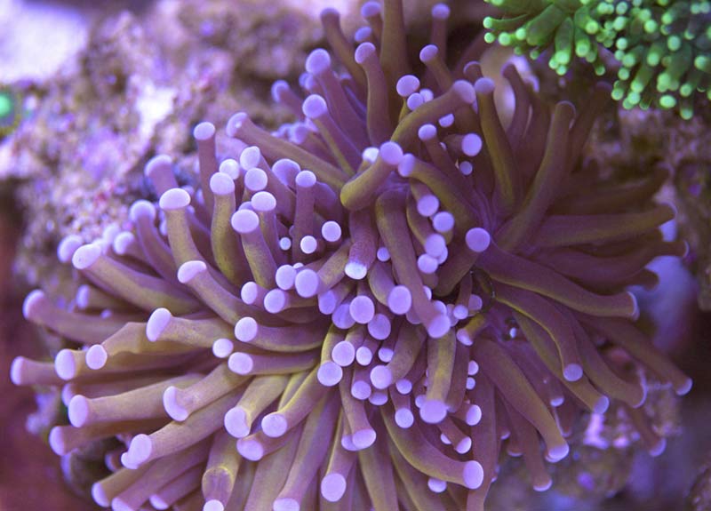 Name:  Yellow-Torch02-2012.07.25.jpg
Views: 1573
Size:  58.1 KB