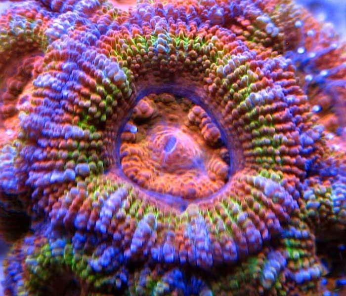 Name:  acan-rainbow.jpg
Views: 2384
Size:  71.1 KB