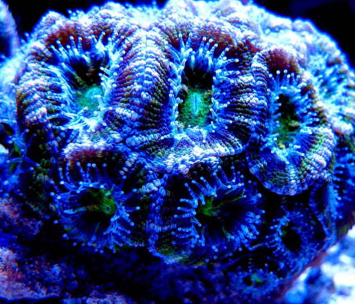 Name:  green-acan-lords.jpg
Views: 8158
Size:  89.7 KB