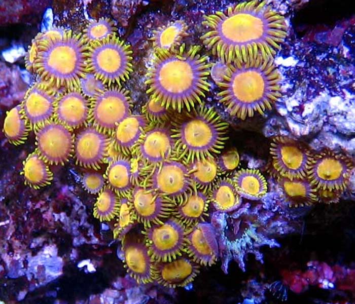 Name:  king-midas-zoanthids.jpg
Views: 4031
Size:  76.4 KB