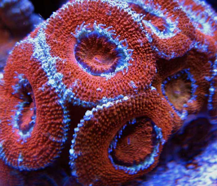 Name:  red-acans.jpg
Views: 2867
Size:  70.0 KB