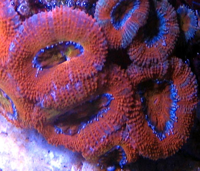 Name:  red-acans2.jpg
Views: 4179
Size:  74.2 KB