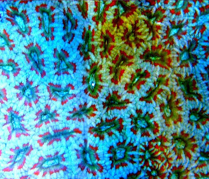Name:  red-white-acans.jpg
Views: 1618
Size:  79.2 KB