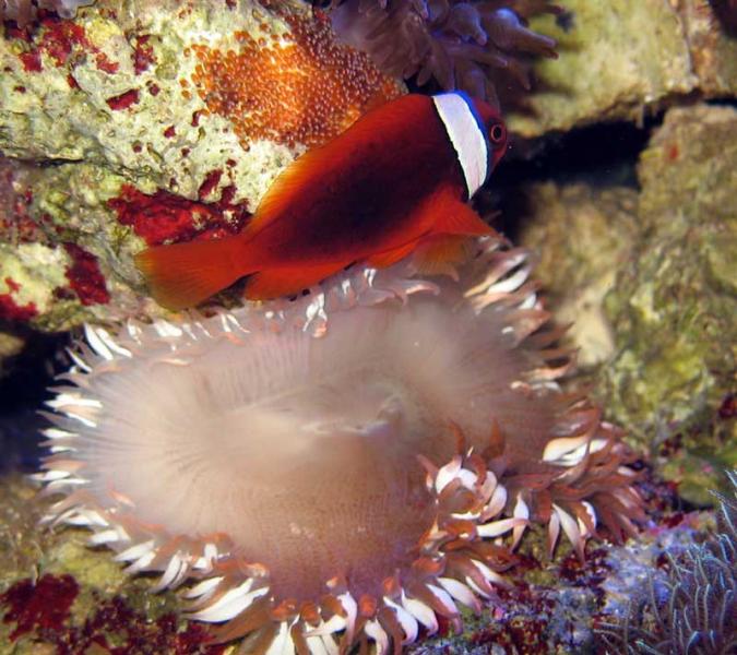 Name:  tomato-clownfish-eggs.jpg
Views: 4722
Size:  69.4 KB