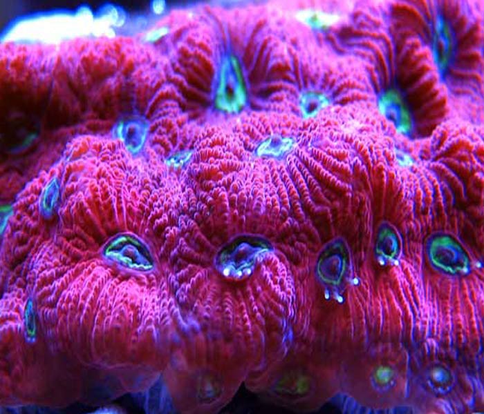 Name:  war-coral-favia.jpg
Views: 4154
Size:  76.9 KB