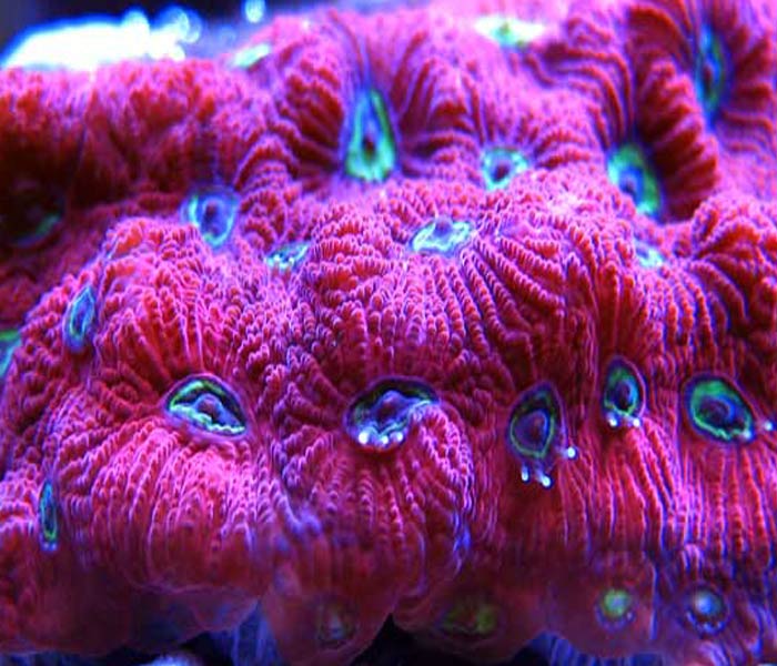 Name:  war-coral-favia.jpg
Views: 3095
Size:  76.9 KB
