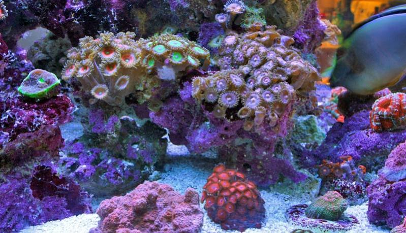 Name:  myteemouse-zoas1.jpg
Views: 1846
Size:  88.4 KB