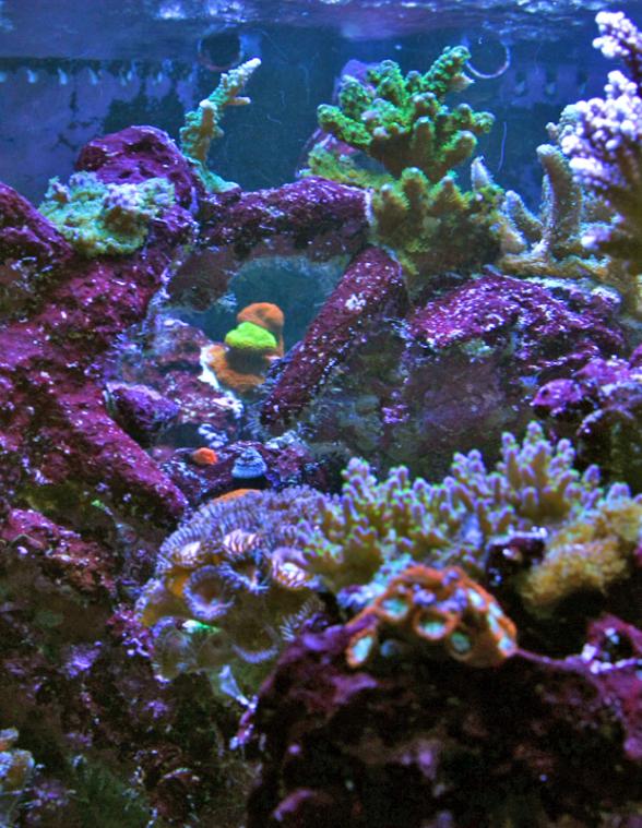 Name:  myteemouse1.jpg
Views: 1356
Size:  89.3 KB