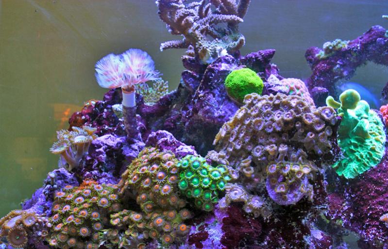 Name:  myteemouse2.jpg
Views: 1258
Size:  88.2 KB