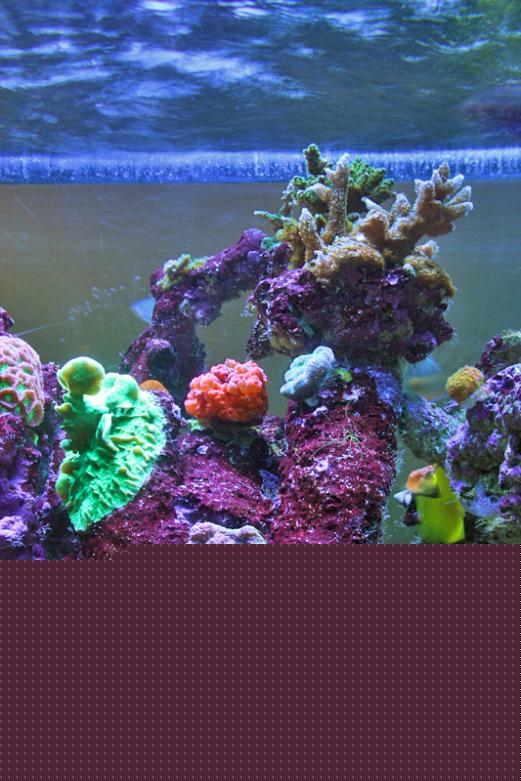Name:  myteemouse3.jpg
Views: 970
Size:  58.5 KB