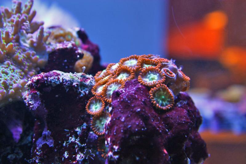 Name:  searchlight zoas.jpg
Views: 3742
Size:  56.8 KB