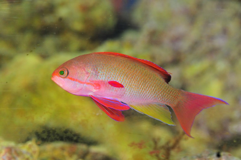 Name:  anthias.jpg
Views: 4180
Size:  130.8 KB