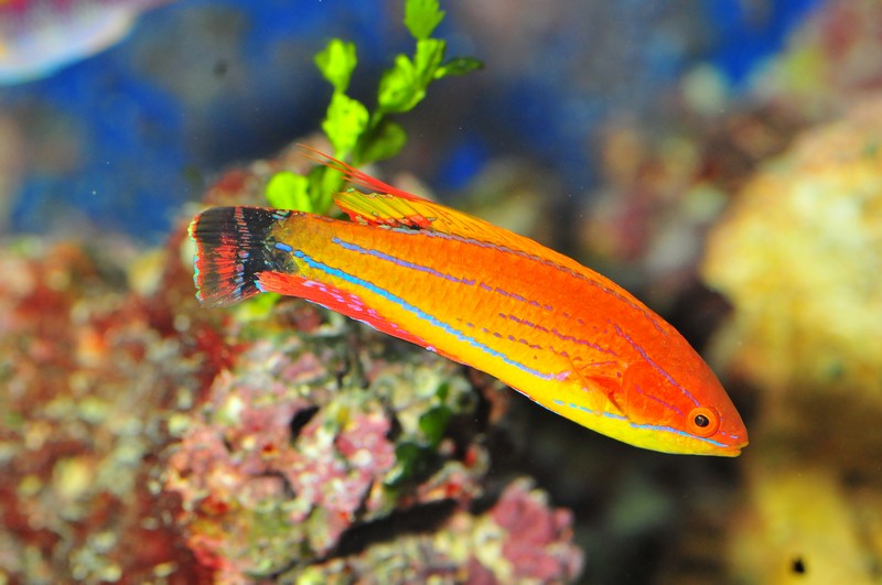 Name:  carpenters-flasher-wrasse.jpg
Views: 3671
Size:  148.9 KB