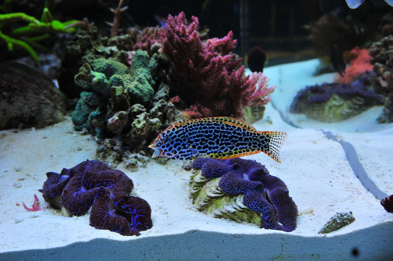 Name:  clams.jpg
Views: 3043
Size:  186.2 KB