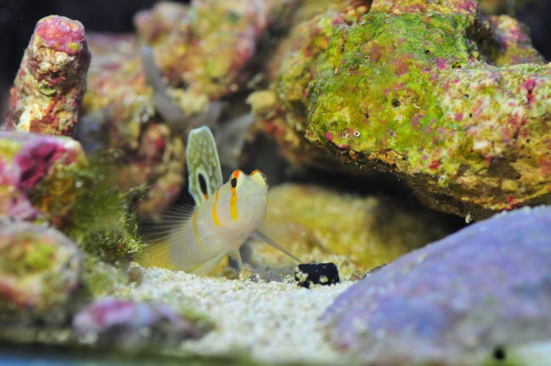 Name:  randals-goby.jpg
Views: 6908
Size:  161.0 KB
