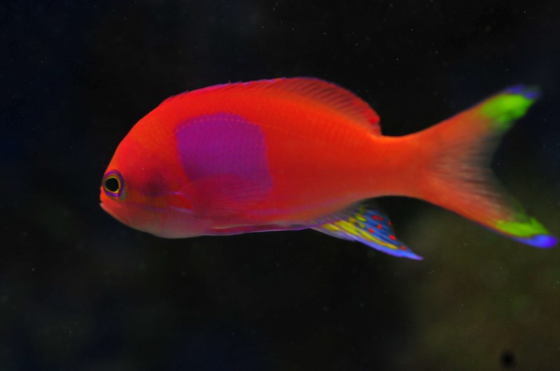 Name:  square-spot-anthias.jpg
Views: 3660
Size:  101.5 KB