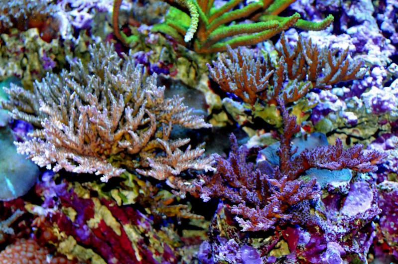 Name:  acropora-forest.jpg
Views: 5443
Size:  109.3 KB