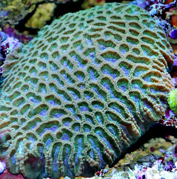 Name:  blue-green-favia.jpg
Views: 4503
Size:  76.2 KB