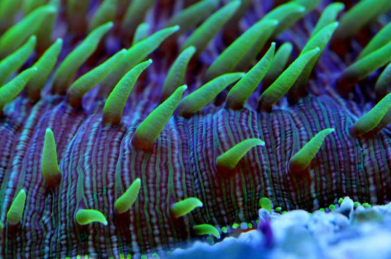 Name:  fungia-macro-photo.jpg
Views: 4880
Size:  50.8 KB