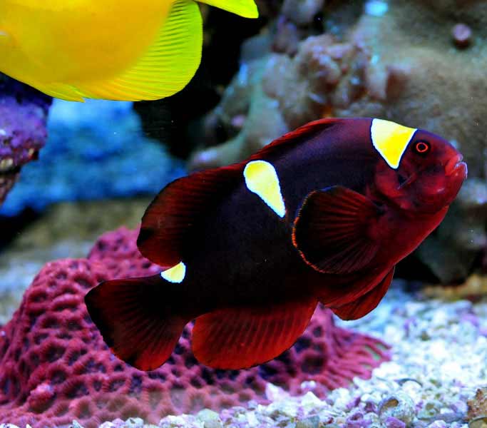 Name:  maroon-clownfish.jpg
Views: 5448
Size:  37.4 KB