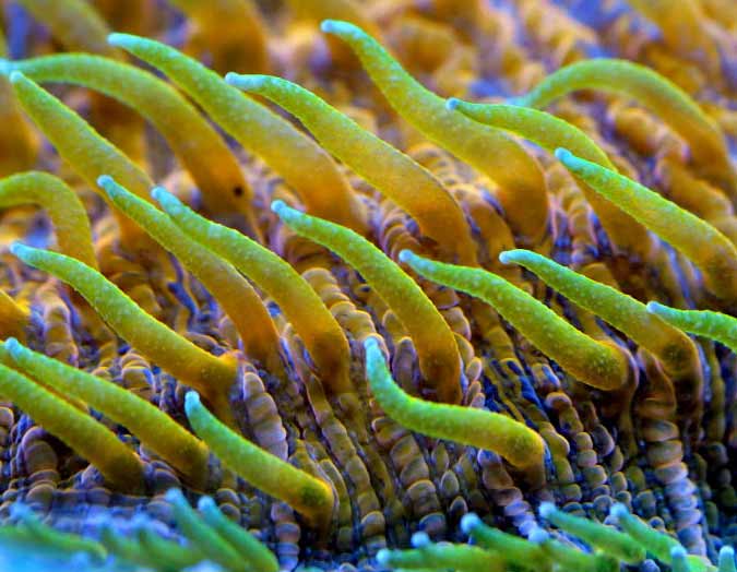 Name:  orange-plate-coral.jpg
Views: 3970
Size:  47.3 KB