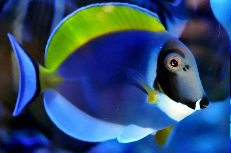 Name:  powder-blue-tang.jpg
Views: 8570
Size:  29.9 KB