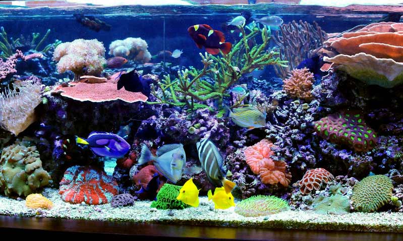 Name:  reef2.jpg
Views: 4831
Size:  85.3 KB