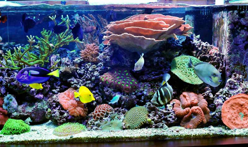 Name:  reef4.jpg
Views: 4949
Size:  88.6 KB