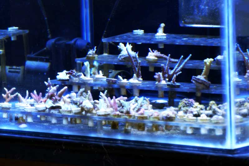 Name:  fragtank.jpg
Views: 4551
Size:  47.5 KB