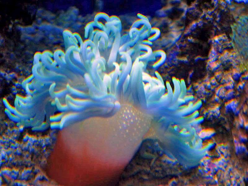 Name:  anemone.jpg
Views: 1737
Size:  65.7 KB