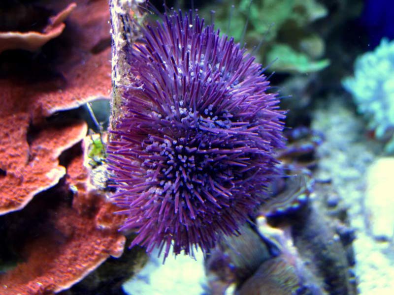 Name:  purple-urchin.jpg
Views: 3498
Size:  72.0 KB