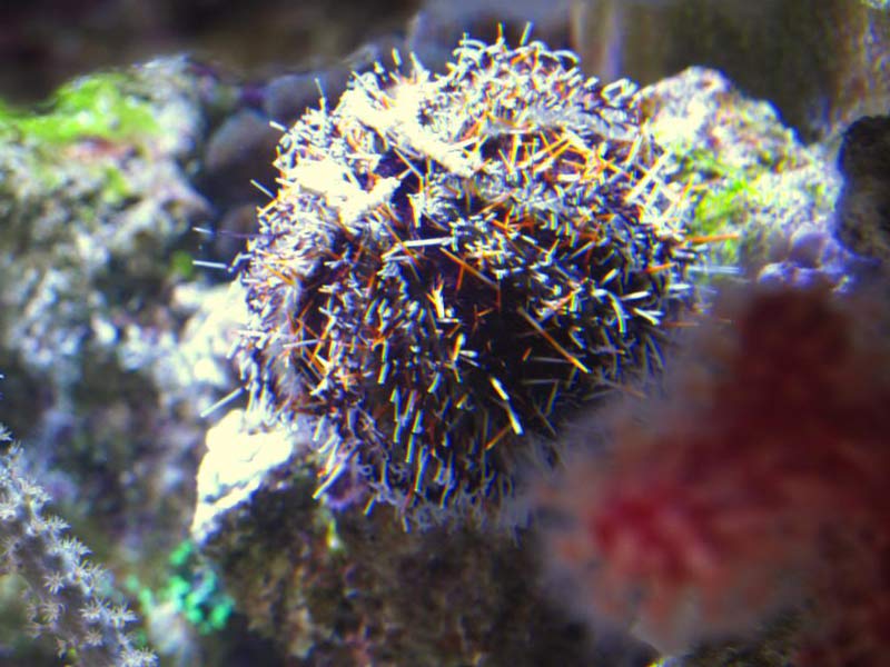 Name:  spiney-urchin.jpg
Views: 3024
Size:  76.9 KB
