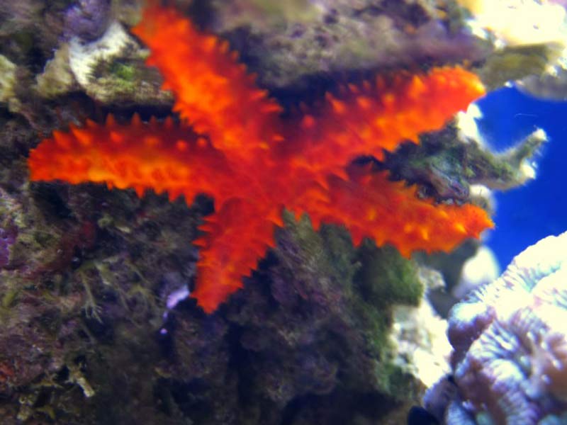 Name:  starfish.jpg
Views: 3411
Size:  50.1 KB