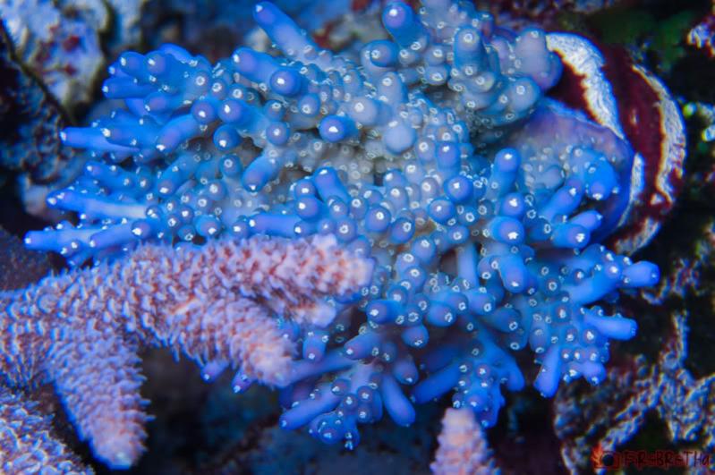 Name:  blue-acro.jpg
Views: 1645
Size:  74.0 KB