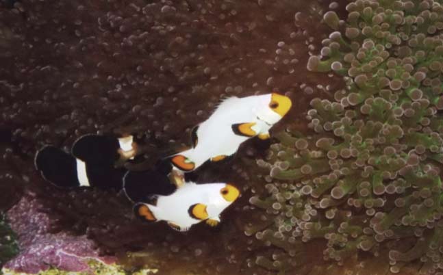 Name:  platinum-clownfish.jpg
Views: 2315
Size:  29.3 KB