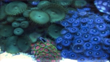 Name:  zoanthids.jpg
Views: 2526
Size:  18.0 KB