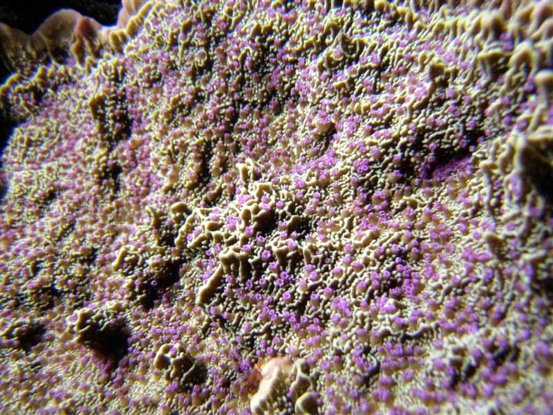 Name:  purple-polyped-monti.jpg
Views: 2658
Size:  102.7 KB