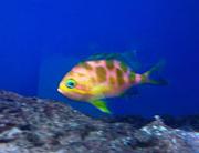 -barbonius_anthias-jpg
