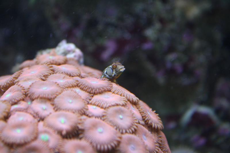 barnacle blenny red people eaters barnacle blenny rpe flash 4002d1325126683 - Deck the Halls Photo Contest - sponsored by the Alternative Reef